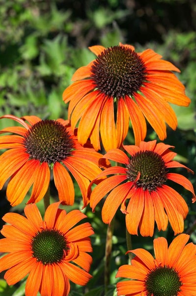 Echinacea purpurea 'Tangerine Dream', Sonnenhut, orange, ca. 11x11 cm Topf