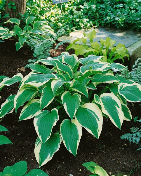 Hosta 'Francee', Weißrand-Funkie, grün-weiß, 3-5 Liter Container