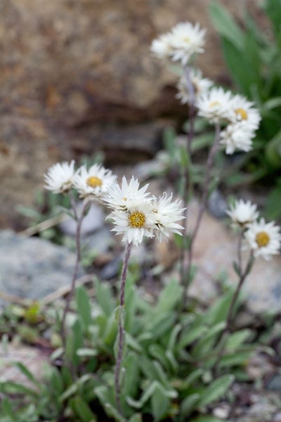 Anaphalis margaritacea, Perlkörbchen, silberweiß, ca. 9x9 cm Topf