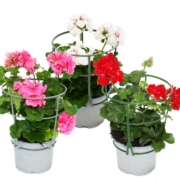 Staudenhalter Stützring aus Kunststoff für Topfpflanzen wie Geranien