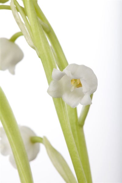 Convallaria majalis, Maiglöckchen, weiß, ca. 9x9 cm Topf