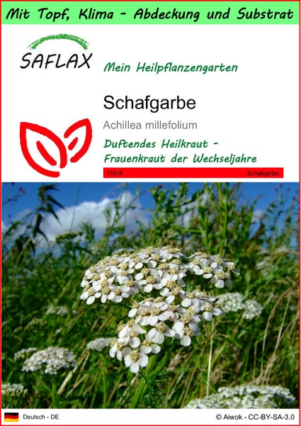 SAFLAX Garden to go - Schafgarbe - Achillea millefolium - 200 Samen - Mit Topf, Klima - Deckel und Anzuchtsubstrat