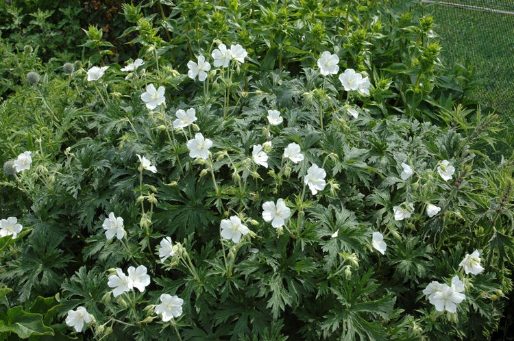 Geranium maculatum 'Album', Storchschnabel, weiß, ca. 9x9 cm Topf