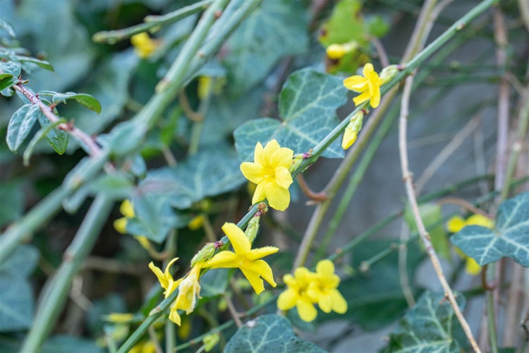 Gelbe Winterjasminblüten und Blätter