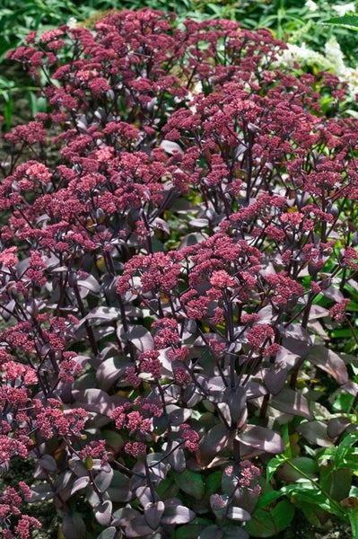 Sedum telephium 'Xenox', Fetthenne, dunkelrot, 2 Liter Container