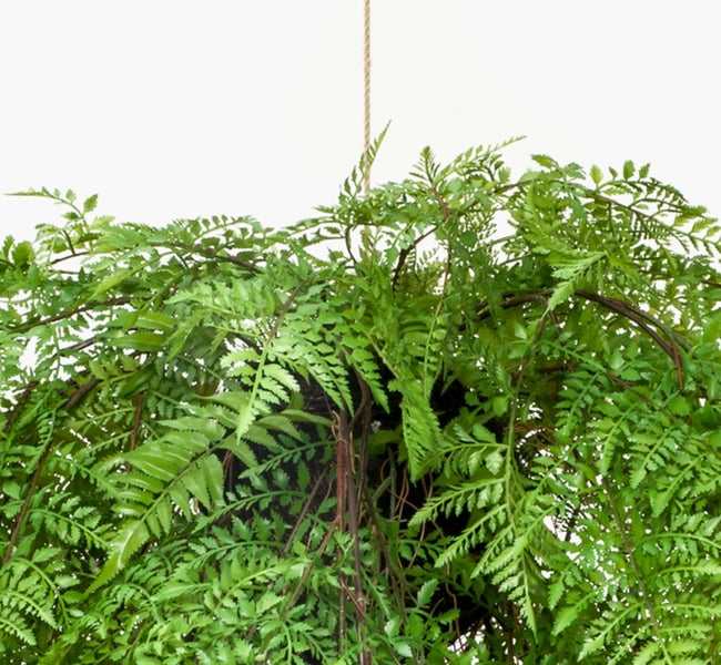 Zimmerfarn mit fein gefiederten grünen Wedeln