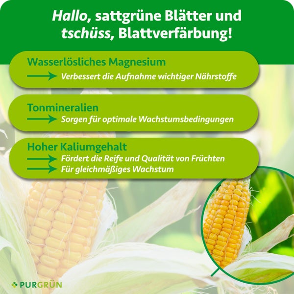 Infografik zu Purgrün Pflanzendünger mit Vorteilen von Magnesium, Tonmineralien und Kalium für gesundes Blattgrün und Fruchtreife.