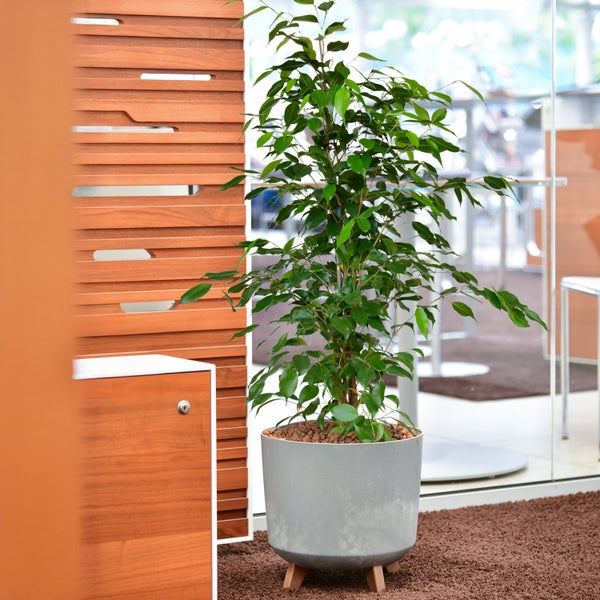 Ficus Zimmerpflanze in einem Topf auf Füßen