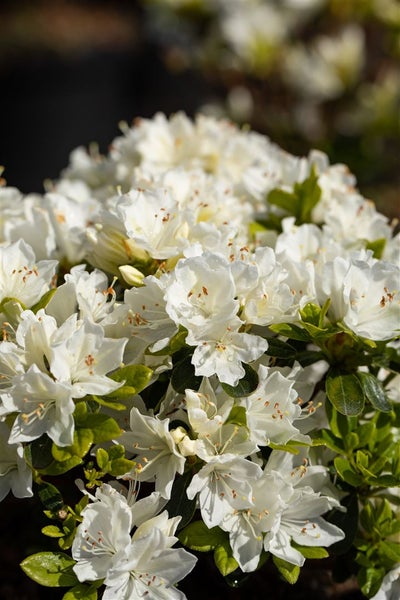 Rhododendron obt. 'Kermesina Alba', weiß, 30–40 cm