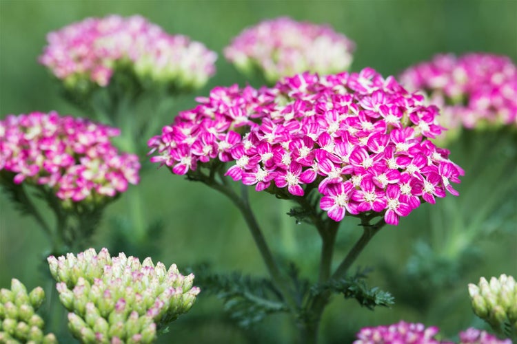 Achillea millefolium 'Cerise Queen', Schafgarbe, rosa, ca. 9x9 cm Topf