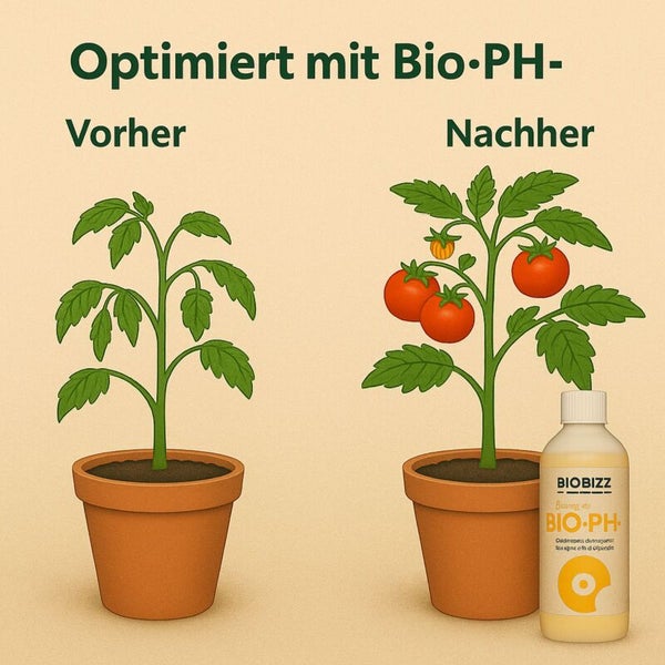 Vorher-Nachher-Vergleich einer Tomatenpflanze mit Biobizz Bio-PH minus. Links ohne Früchte, rechts eine kräftige Pflanze mit vielen Tomaten.