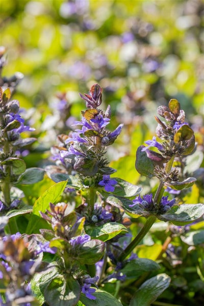 Ajuga reptans 'Catlin's Gigant', Günsel, ca. 9x9 cm Topf