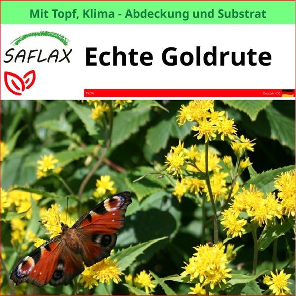 SAFLAX Garden to go - Echte Goldrute - Solidago virgaurea - 100 Samen - Mit Topf, Klima - Deckel und Anzuchtsubstrat