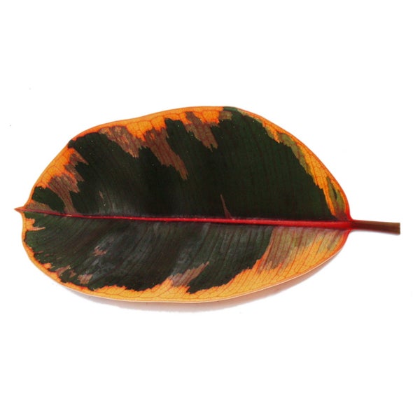 Rotbunter Gummibaum - Ficus elastica Belize - 17cm Topf