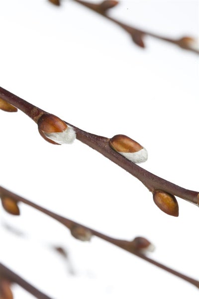 Salix caprea 'Pendula', Kätzchenweide, hängend, 150 cm Stammhöhe