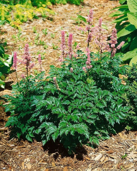 Astilbe x crispa 'Perkeo', Zwerg-Astilbe, rosa Blüten, ca. 9x9 cm Topf