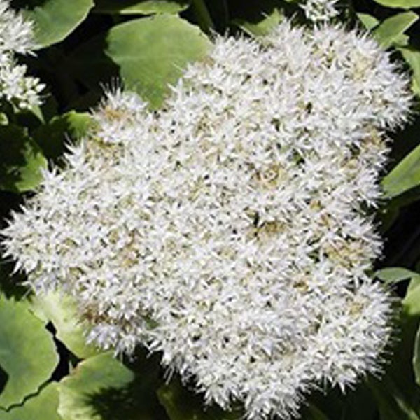 Blüte der Fetthenne im Detail