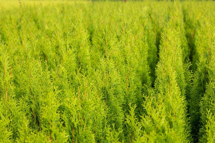 Thuja occidentalis 'Brabant', Lebensbaum, grün, 80–100 cm