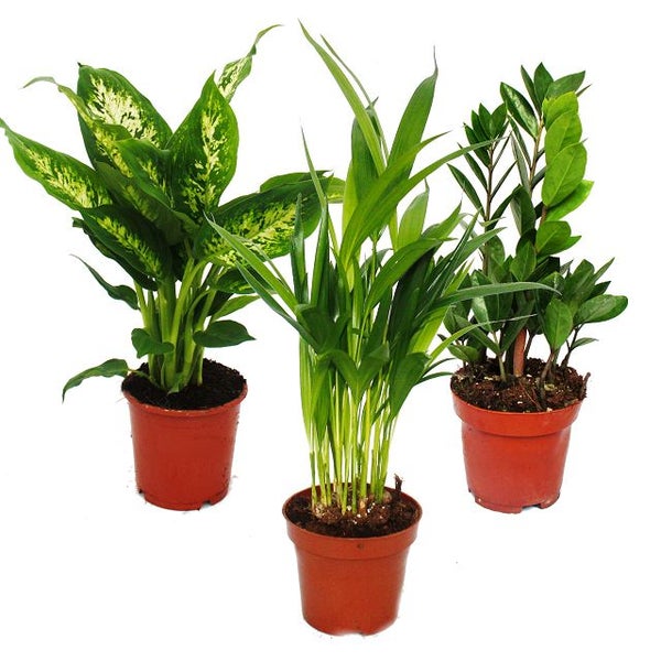 Zimmerpflanzen-Mix I 3er Set, 1x Dieffenbachia, 1x Areca-Palme (Chrysalidorpus) 1x Zamio-Palme (Zamioculcas), 10-12cm Topf