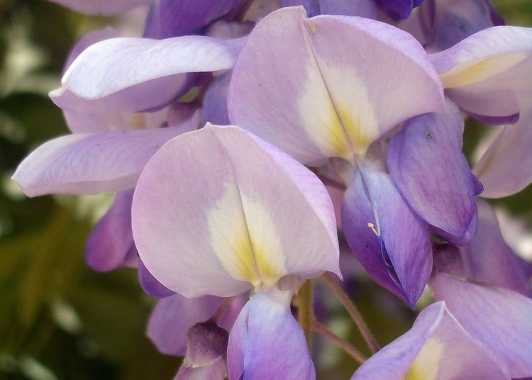 SAFLAX  - Blauregen - Wisteria sinensis - 4 Samen - Mit keimfreiem Anzuchtsubstrat