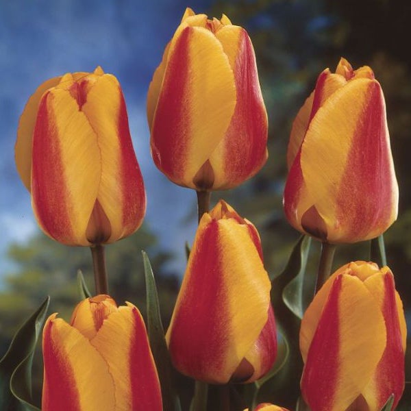 Nahaufnahme von mehreren Tulpenblüten mit gelben und roten Blütenblättern.