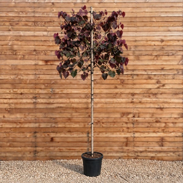 Judasbaum als Formgehölz in Quadrat-Spalierform mit dunkelroten Blättern in einem Pflanztopf vor einer Holzwand.