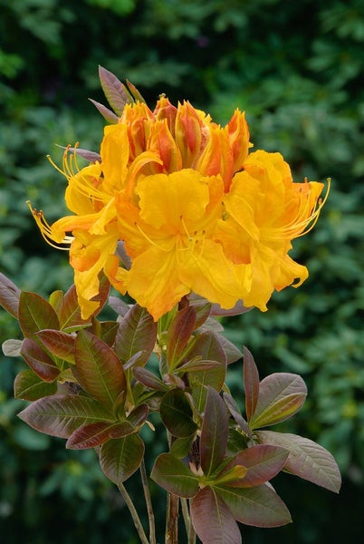 Rhododendron luteum 'Klondyke', gelb-orange, 50–60 cm