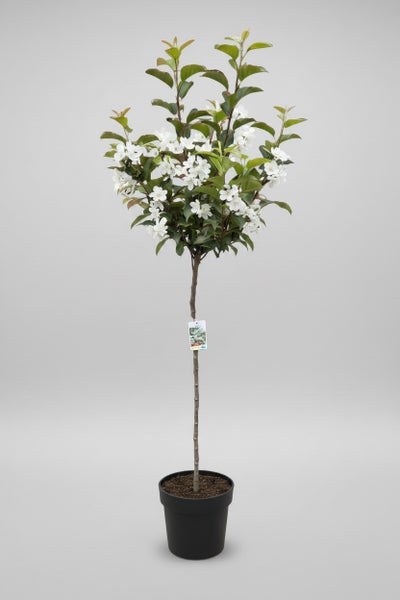 Blühender Zierapfel Hochstamm im Kunststofftopf für den Garten