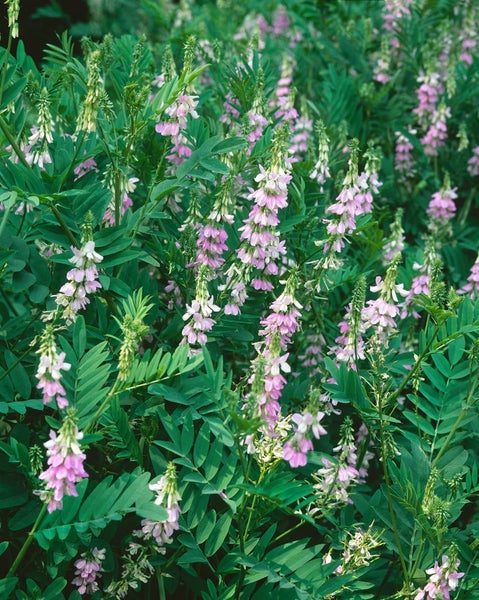 Galega officinalis, Geißraute, ca. 9x9 cm Topf, robust