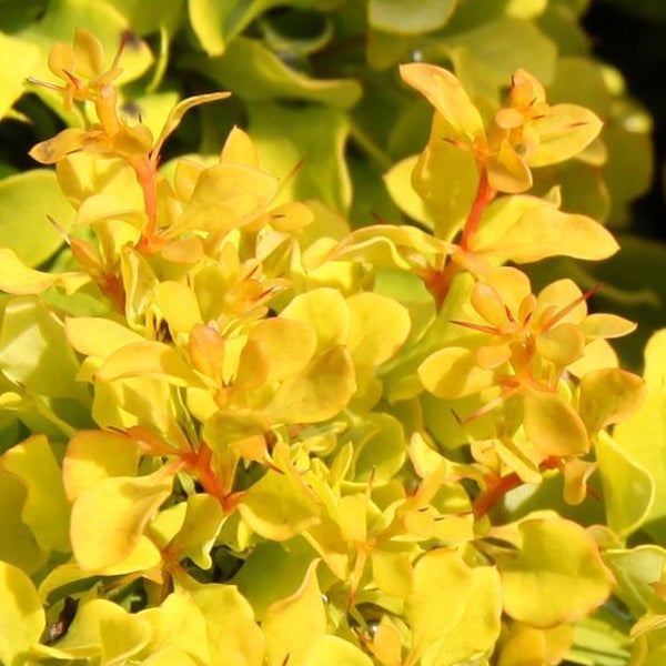 Goldene Berberitze mit Blättern und Ästen