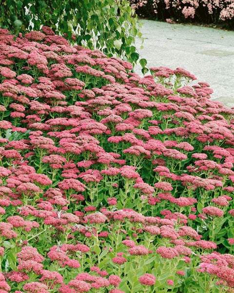 Sedum spectabile 'Brillant', Fetthenne, rosa Blüten, ca. 9x9 cm Topf