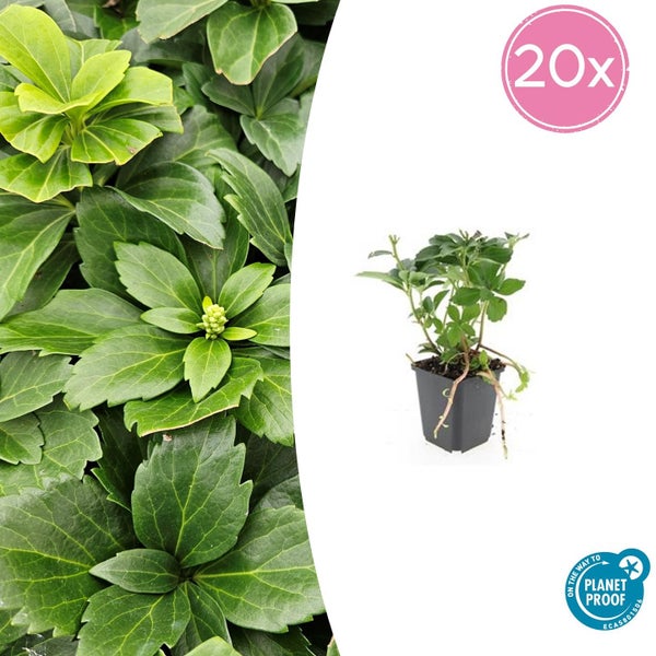 Pachysandra terminalis Dickmännchen im 20er Pack mit Planet Proof Logo.