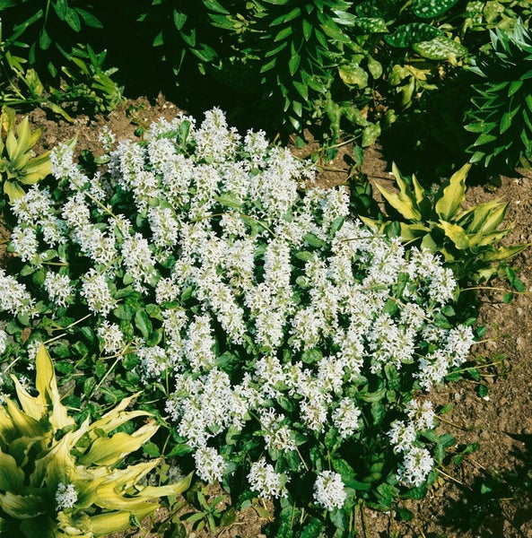 Ajuga reptans 'Alba', Günsel, weißblühend, ca. 9x9 cm Topf