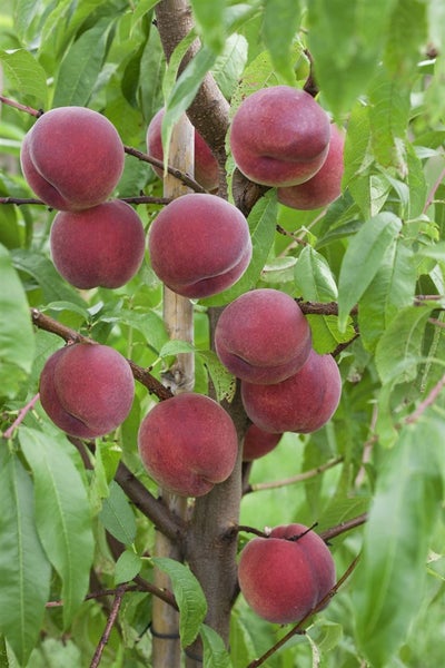 Prunus persica 'Roter Weinbergpfirsich', Pfirsichbaum, 150–200 cm