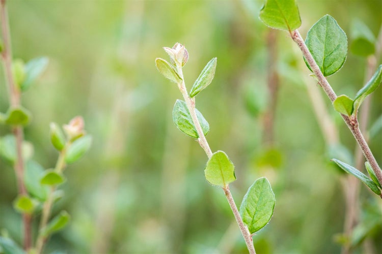 Cotoneaster dielsianus, Zierquitte, 60–100 cm