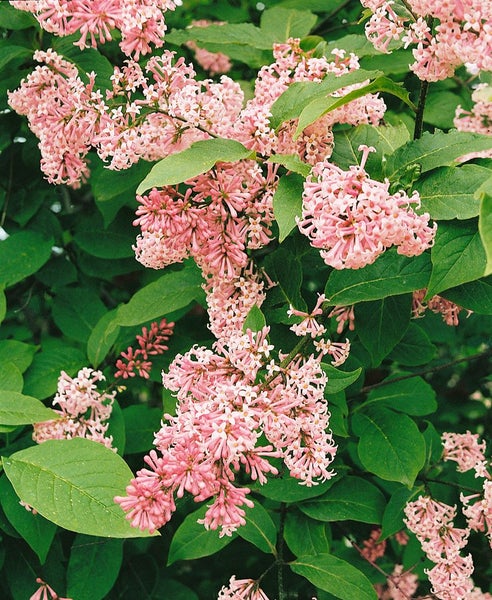 Syringa reflexa, Hängender Flieder, rosa Blüten, 125–150 cm