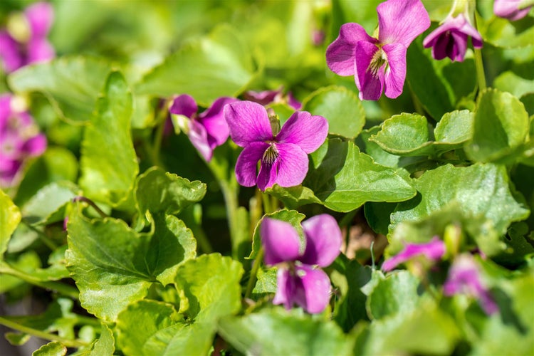 Viola sororia 'Rubra', Veilchen, rubinrot, ca. 9x9 cm Topf