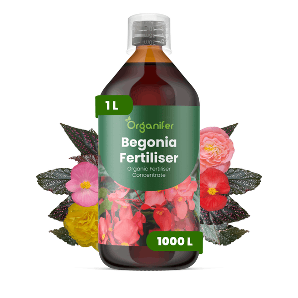 Organifer Begonien-Dünger Konzentrat, 1 Liter Flasche für 1000 Liter, mit Abbildung von Begonien.