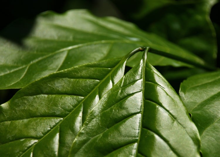 SAFLAX  - Zwergkaffee-Strauch - Coffea arabica nana - 8 Samen