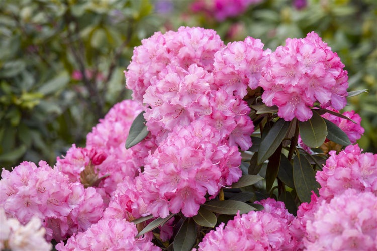 Rhododendron yakushimanum 'Kalinka', rosa Blüten, 30–40 cm