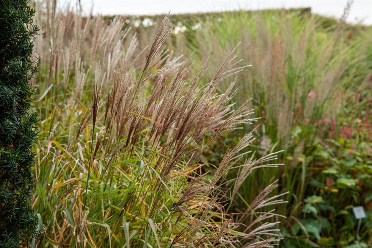 Miscanthus sinensis 'Nippon', Chinaschilf, 3-5 Liter Container