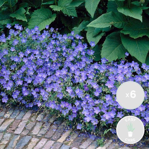 Bloomique - 6er-Set - Geranium Johnsons Blue - Storchschnabel - Blaue Blüten - Winterhart - Höhe 10-20 cm - Topf 9x9 cm
