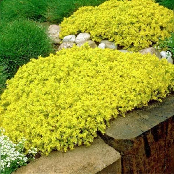 Gelber Mauerpfeffer im Gartenbeet