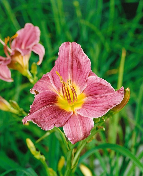 Hemerocallis x cult. 'Prairie Blue Eyes', Taglilie, lavendelblau, ca. 11x11 cm Topf