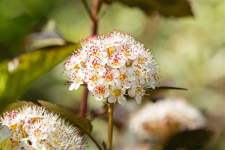 Physocarpus opulifolius 'Red Baron', Blasenspiere, rotlaubig, 60–80 cm