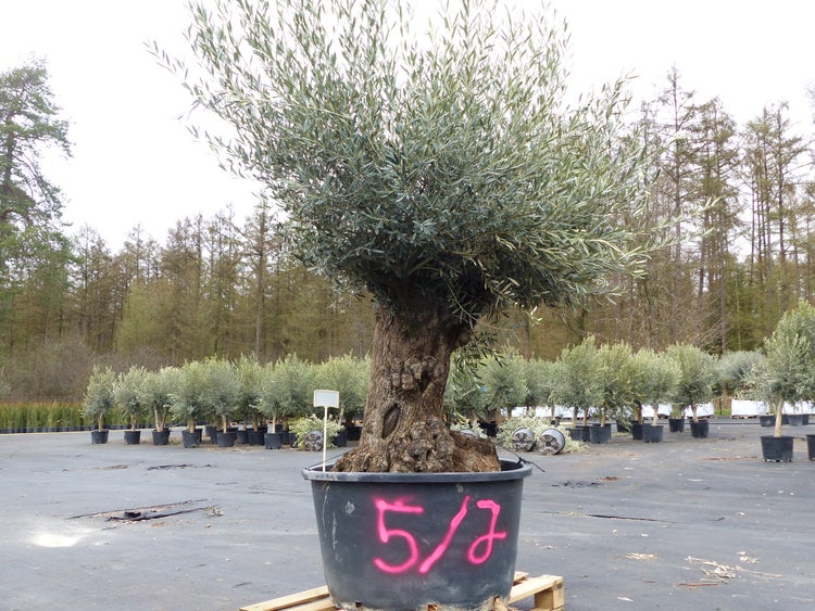 genau diesen Baum Nr. 5/J, 250 cm, Olivenbaum, knorrige alte urige Olive winterhart