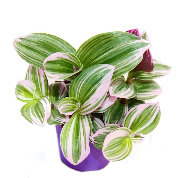 Exotenherz Dreimasterblume Tradescantia Nanouk pflegeleichte hängende Zimmerpflanze 9cm Topf pink