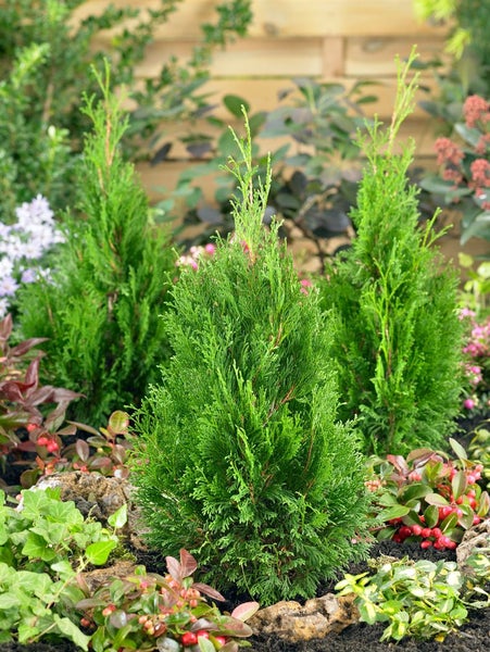 Thuja occidentalis 'Miky', Lebensbaum, kompakt, 20–25 cm
