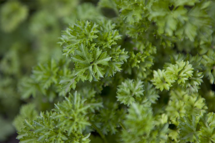 Petroselinum crispum, Petersilie, kraus, ca. 11x11 cm Topf