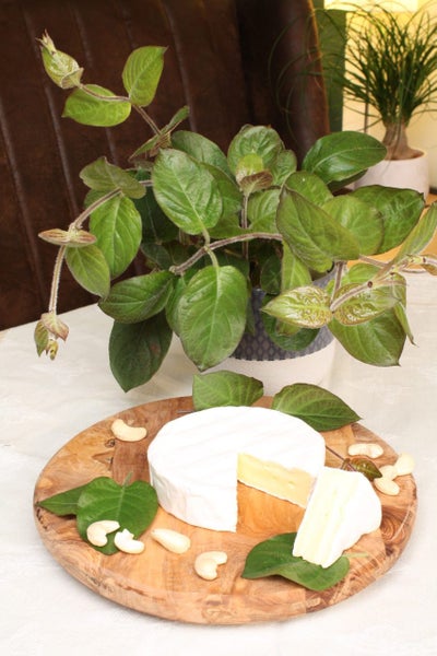 Käsekraut in BIO-Qualität - Paederia lanuginosa - Kräuterpflanze im 12cm Topf